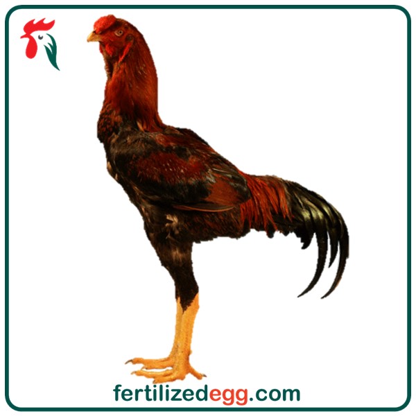 انواع تخم نطفه داری لاری