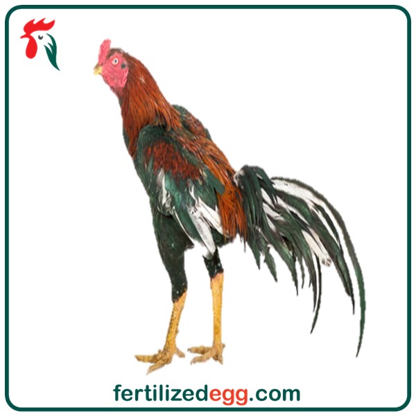 خرید تخم نطفه دار لاری