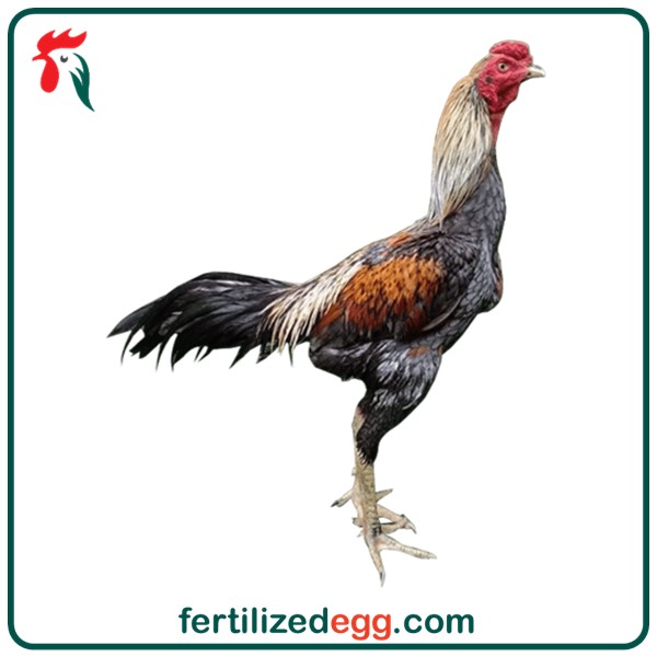 فروش تخم نطفه دار لاری اصیل 6 دانگ