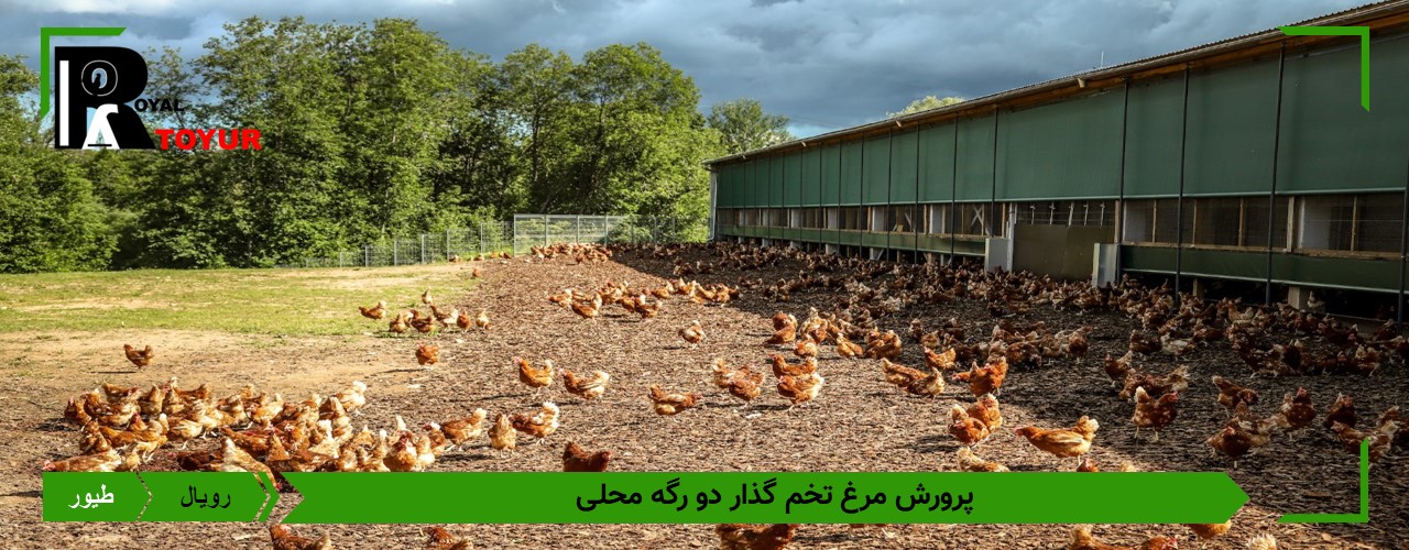 تخم نطفه دار مرغ دورگه جهادی تخم گذار 