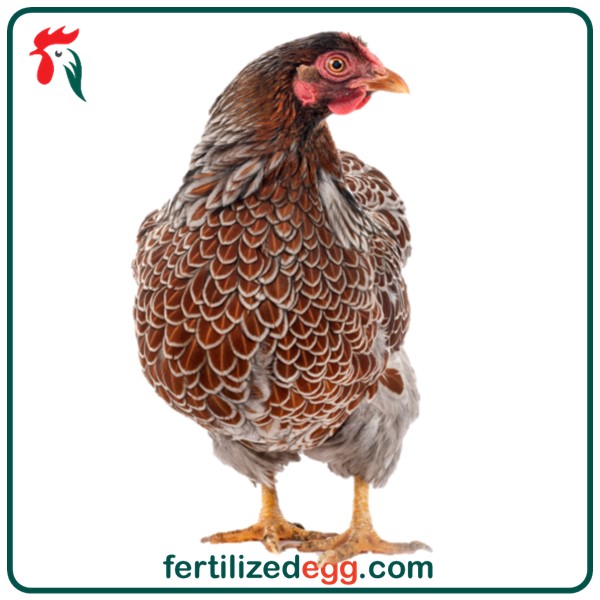 تخم نطفه دار مرغ ویندوت 