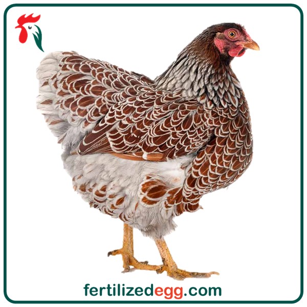 تخم مرغ ویندوت نطفه دار 