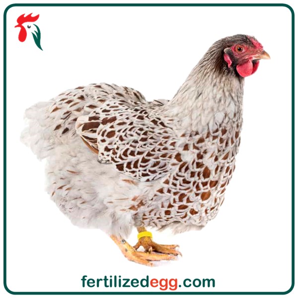 خرید تخم نطفه دار ویندوت 