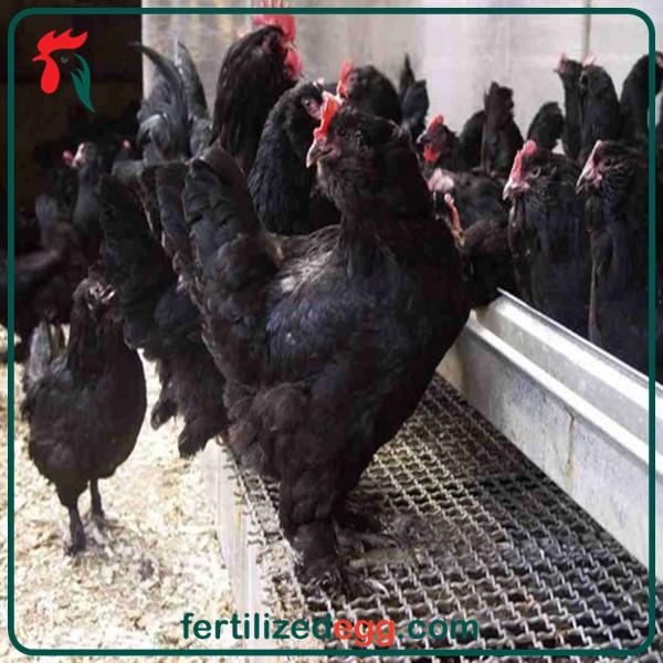 تخم نطفه دار مرغ مرندی با کیفیت تضمینی 