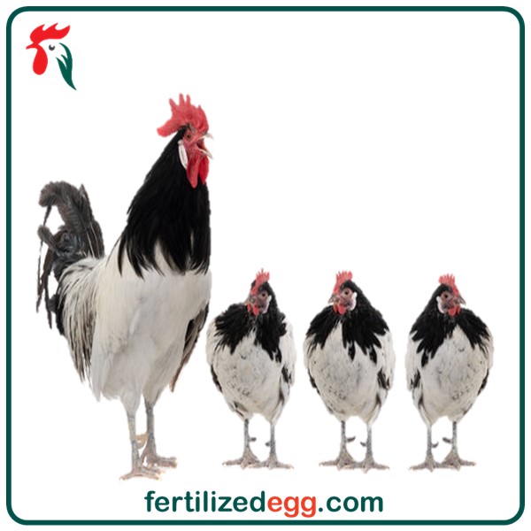 تخم نطفه دار مرغ لکنولدرز