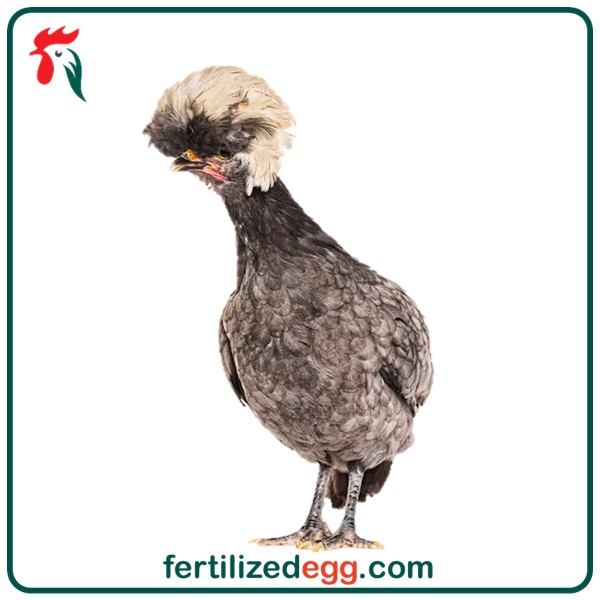 تخم نطفه دار مرغ لهستانی زینتی