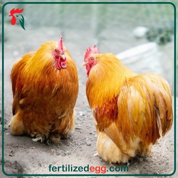 تخم نطفه دار مرغ انواع کوشین بانتام