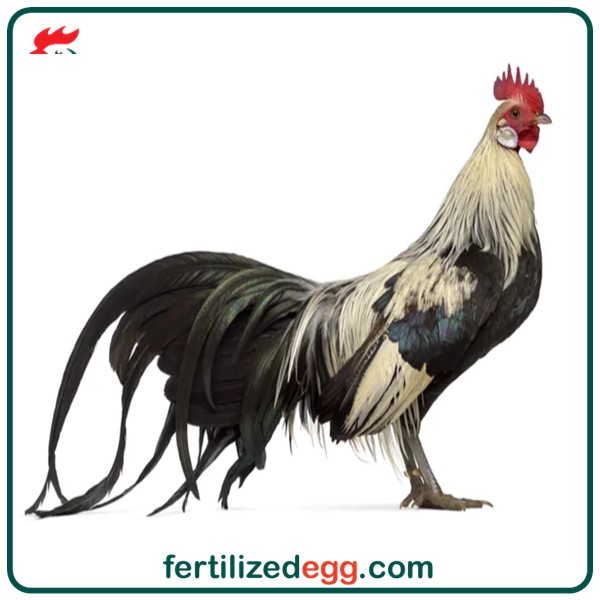 خرید تخم نطفه دار مرغ فونیکس 