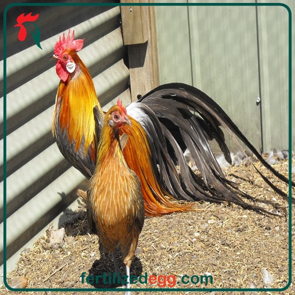 تخم نطفه دار مرغ و خروس فونیکس 