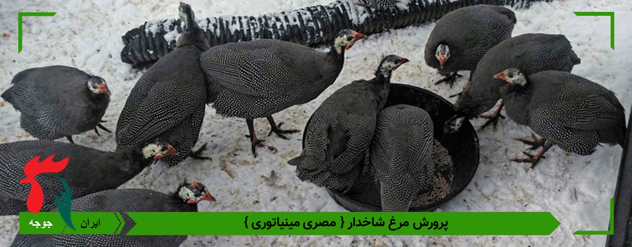 پرورش مرغ شاخدار مصری 