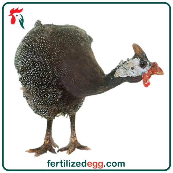 تخم نطفه دار مرغ و خروس نژاد مصری شاخدار 