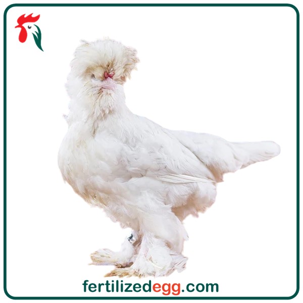 تخم نطفه دار مرغ سلطان زینتی