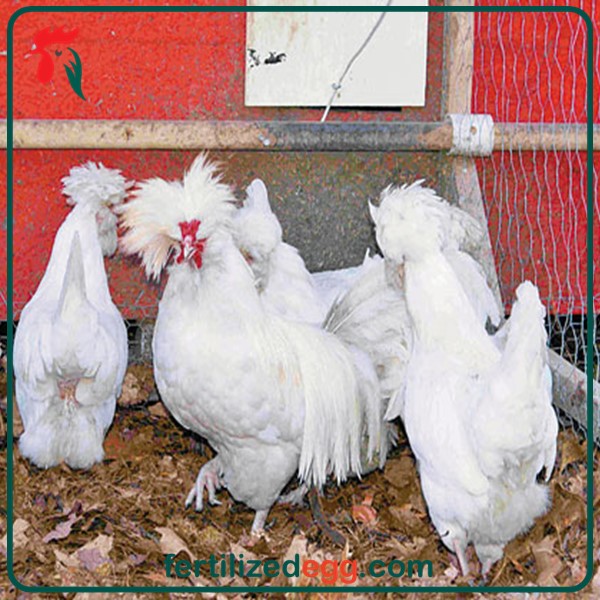 تخم نطفه دار مرغ زینتی سلطان فر