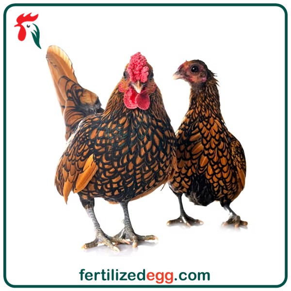 خرید تخم نطفه دار مرغ سبرایت