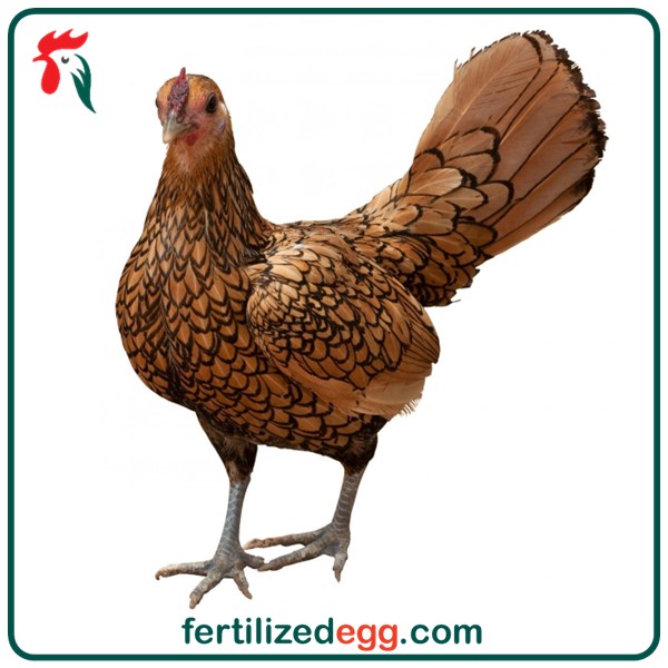 فروش تخم نطفه دار مرغ سبرایت