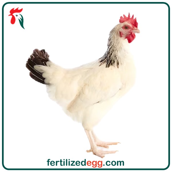 تخم نطفه دار مرغ و خروس نژاد سافکس 