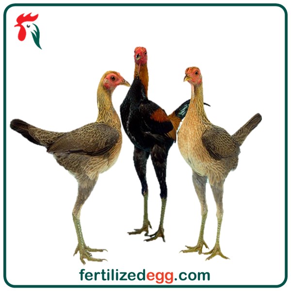 تخم نطفه دار مرغ و خروس نژاد جیور 