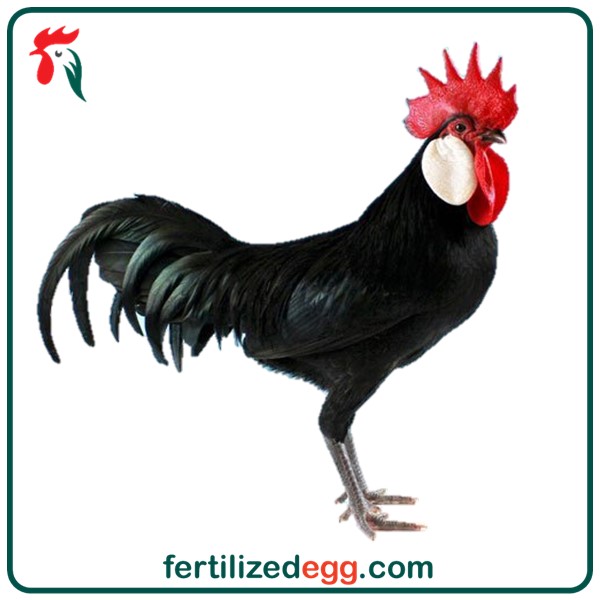 تخم نطفه دار مرغ رزکامپ