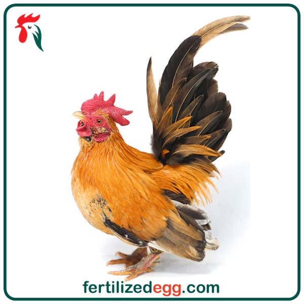 تخم نطفه دار مرغ جاپنیز زینتی 