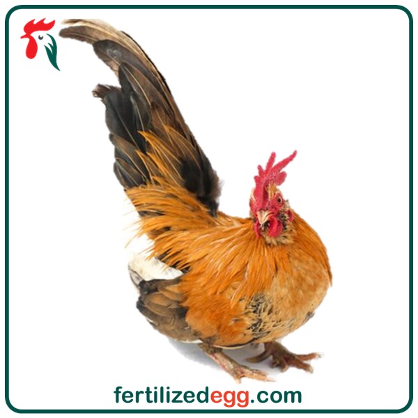 خرید تخم نطفه دار مرغ زینتی نژاد جاپنیز 