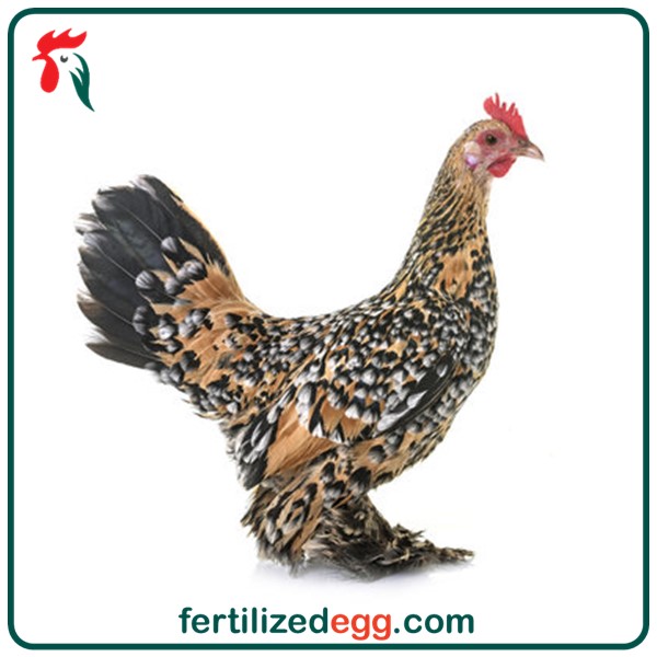 خرید تخم نطفه دار مرغ بلژیکی