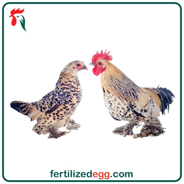 تخم نطفه دار مرغ و خروس نژاد بلژیکی