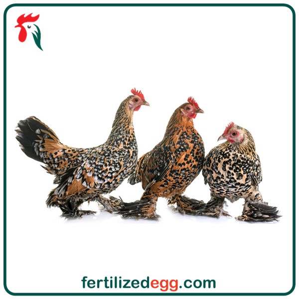 تخم نطفه دار مرغ بلژیکی