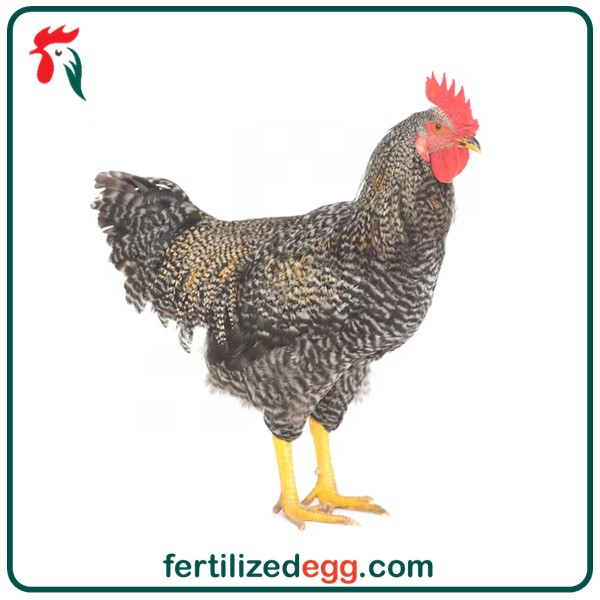 تخم نطفه دار مرغ و خروس پلیموت راک