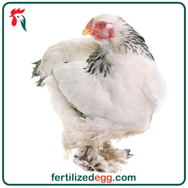 تخم نطفه دار مرغ برهما