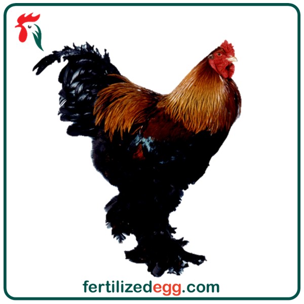 خرید تخم نطفه دار مرغ برهما