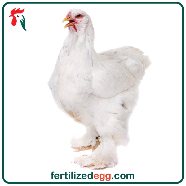 تخم نطفه دار مرغ برهما