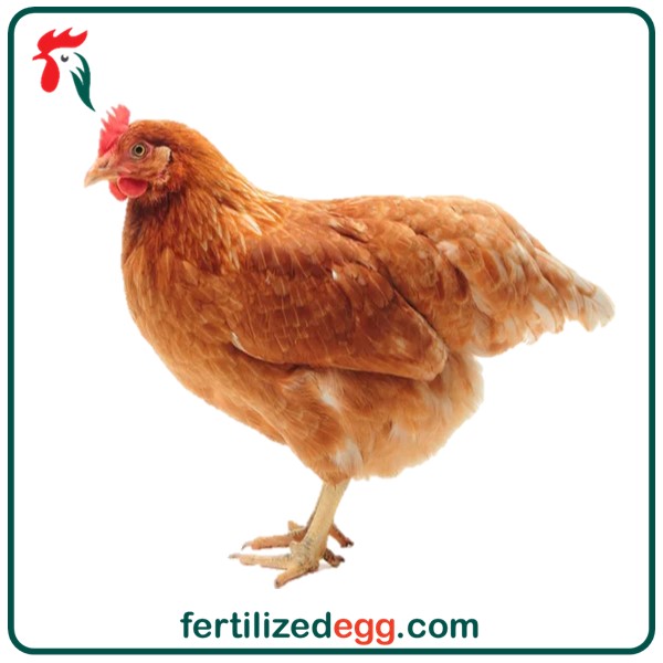 تخم نطفه دار مرغ نزاد لهمن براون 