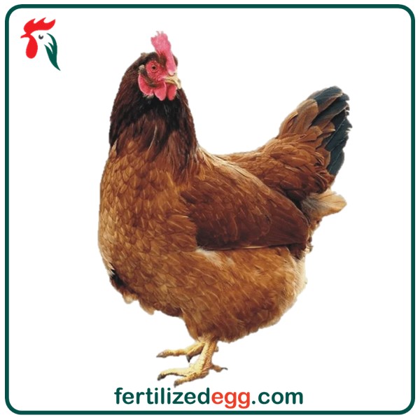 تخم نطفه دار مرغ محلی عمده