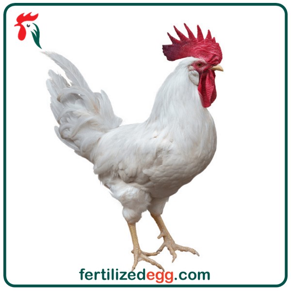 تخم نطفه دار مرغ لگهورن سفید