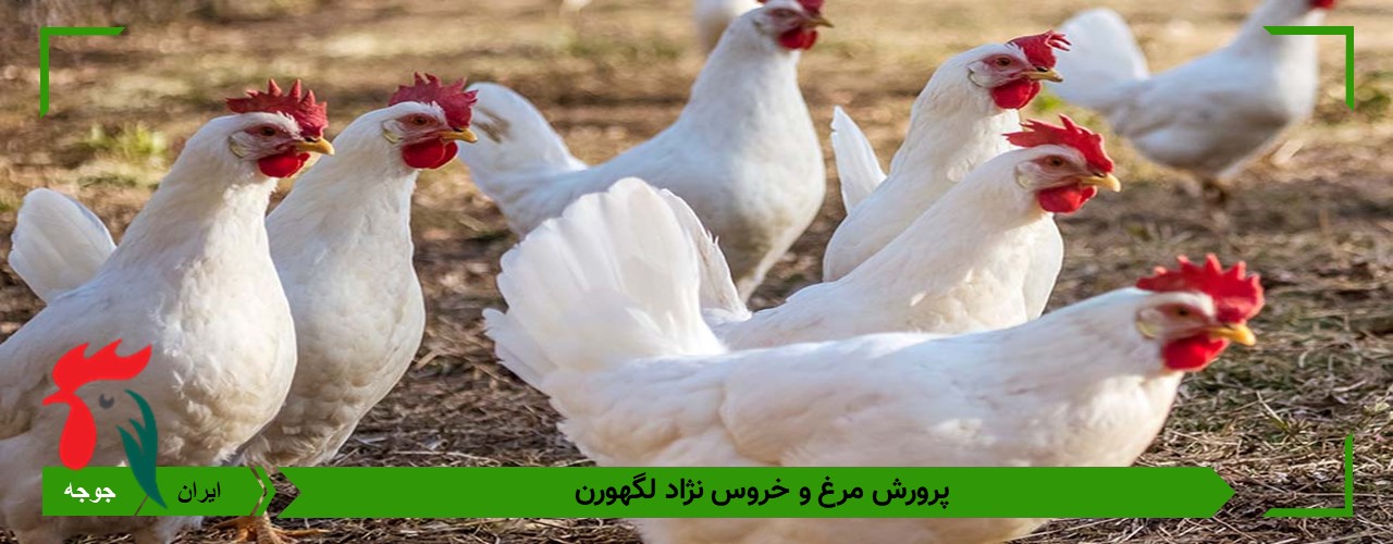 پرورش مرغ و خروس نژاد لگهورن