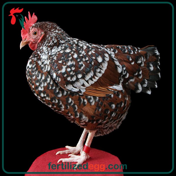 تخم نطفه دار مرغ گلین