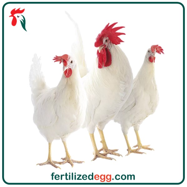 تخم نطفه دار مرغ نژاد ال اس ال برای پولت 