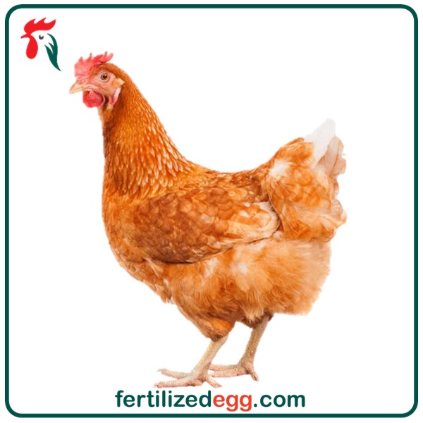 خرید تخم نطفه دار مرغ گلپایگانی