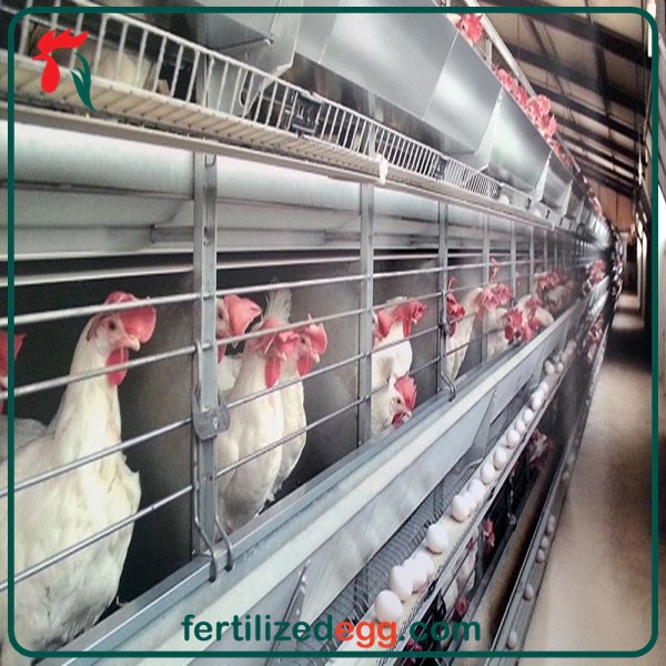 تخم نطفه دار مرغ نزاد شیور تخم گذار 