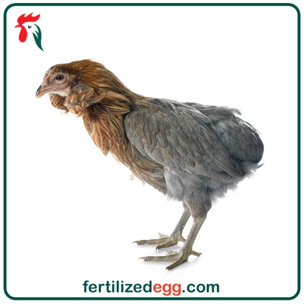 تخم نطفه دار مرغ آراکانا 