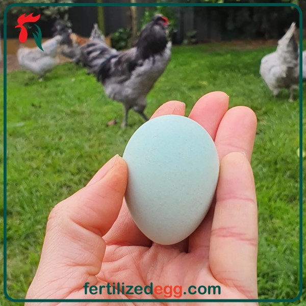 خرید تخم نطفه دار مرغ آراکانا 