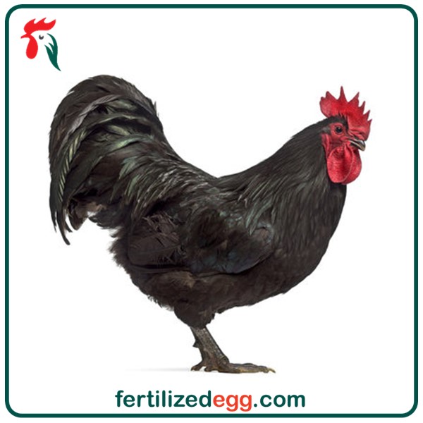 تخم نطفه دار مرغ استرالوپ