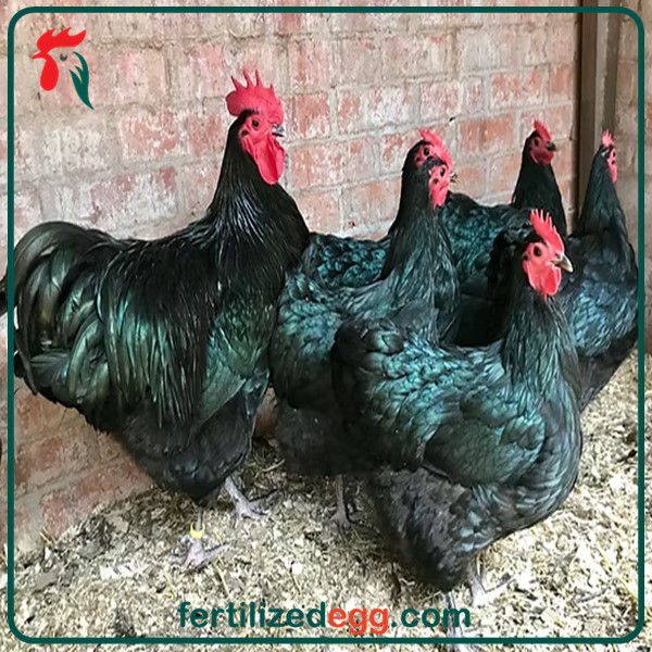 خرید تخم نطفه دار مرغ استرالوپ