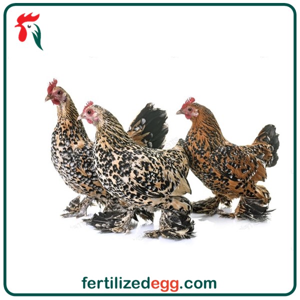 خرید تخم نطفه دار مرغ بلژیکی 