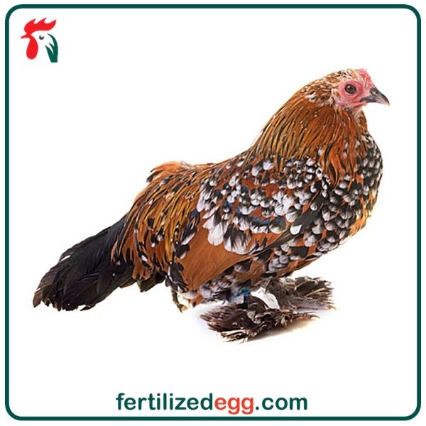 تخم نطفه دار مرغ بلژیکی براکل 