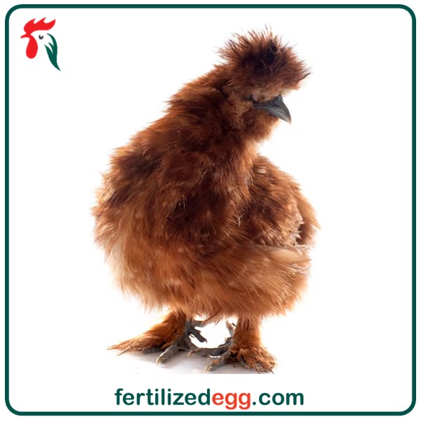 تخم نطفه دار مرغ زینتی ابریشمی