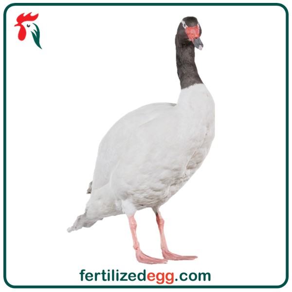 تخم نطفه دار قو گردن مشکی 