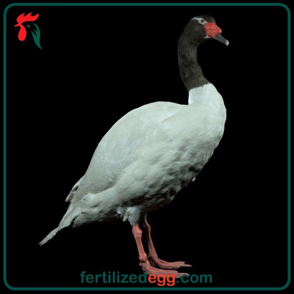 فروش تخم نطفه دار قو نزاد گردن مشکی 