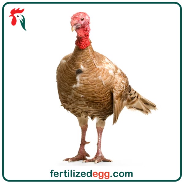 تخم نطفه دار بوقلمون قهوه ای بوربون 