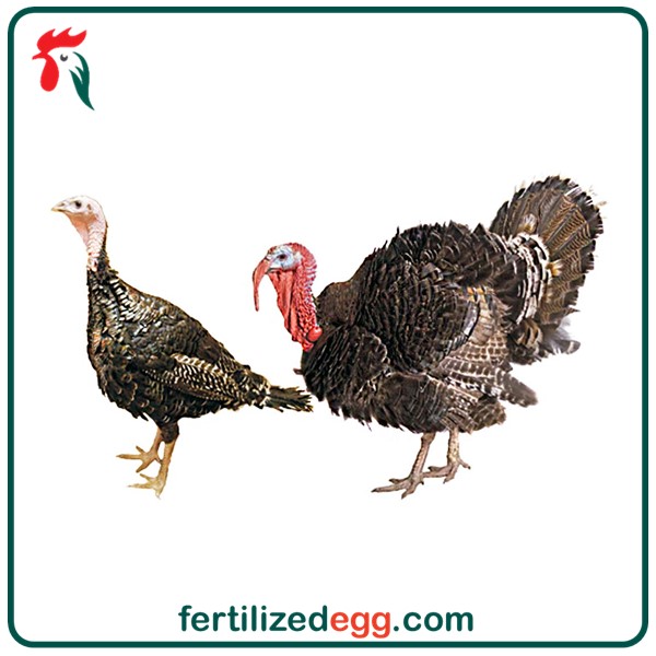 تخم نطفه دار بوقلمون برنزه فرانسه 